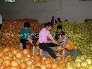 平和縣佳又好農(nóng)副產(chǎn)品 品蜜柚之鄉(xiāng)的生態(tài)饋贈(zèng)